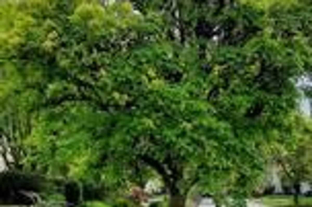 Kent seeks applicants for downtown tree planting grants