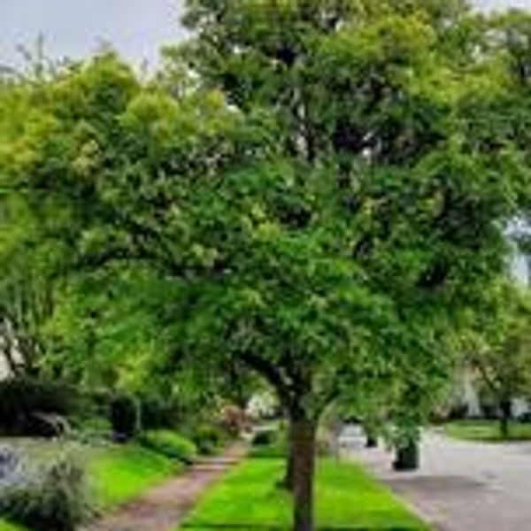 Kent seeks applicants for downtown tree planting grants