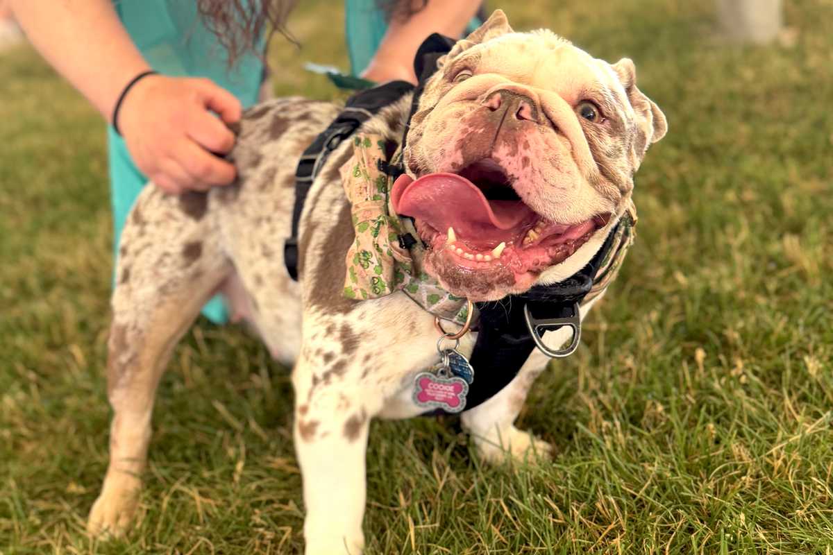 Little Guild’s Great Country Mutt Show draws record crowd