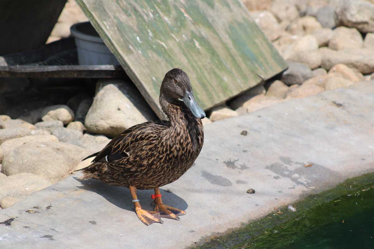 Inside one of America’s only waterfowl conservation centers