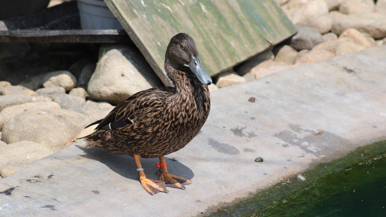 Inside one of America’s only waterfowl conservation centers
