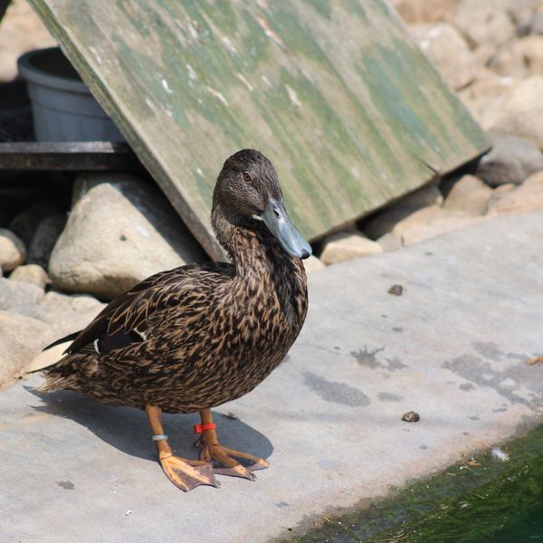 Inside one of America’s only waterfowl conservation centers