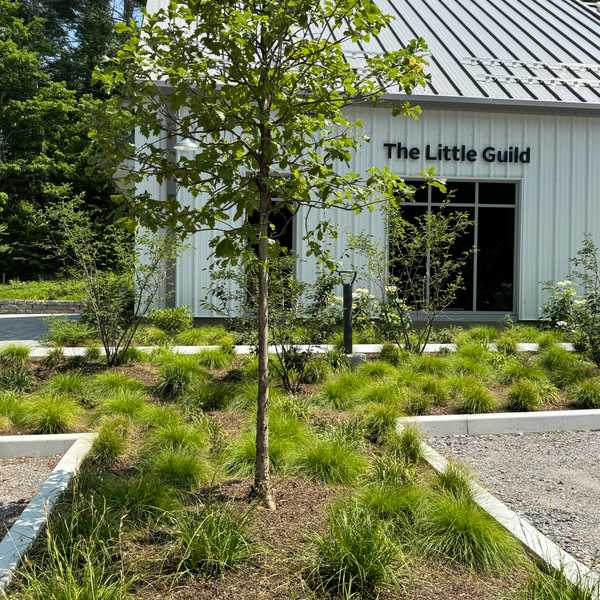 The instructive charm of a newly planted native garden