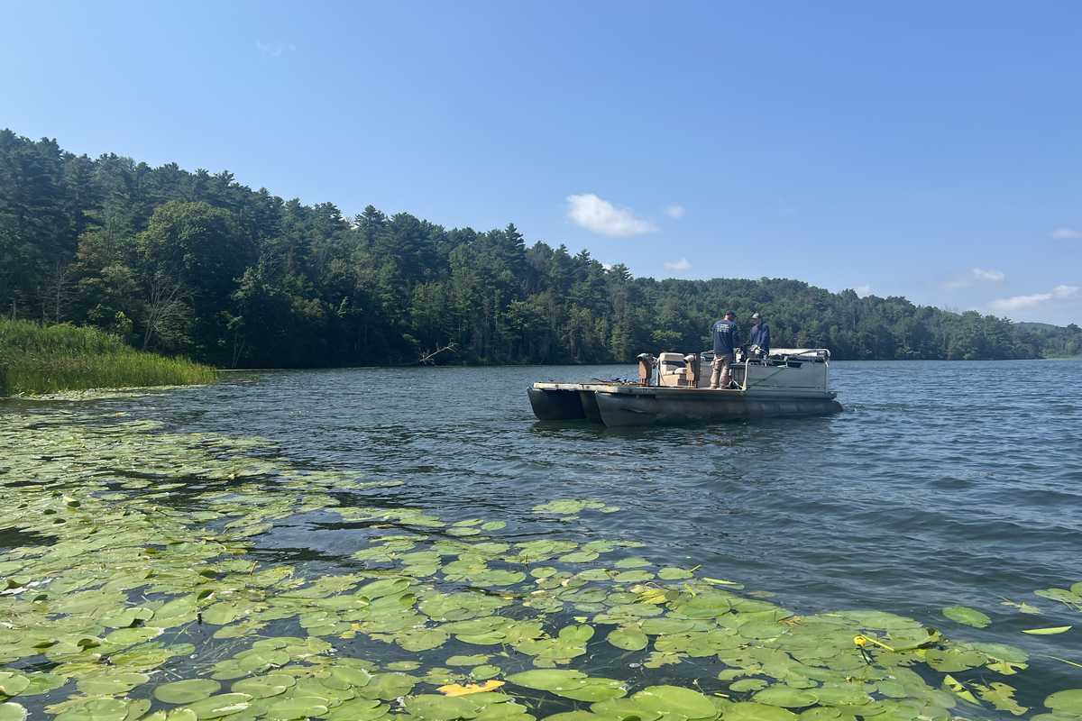 Water chestnut removal plan to be reconsidered