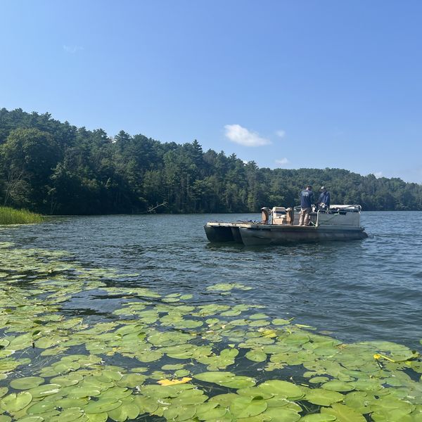 Water chestnut removal plan to be reconsidered