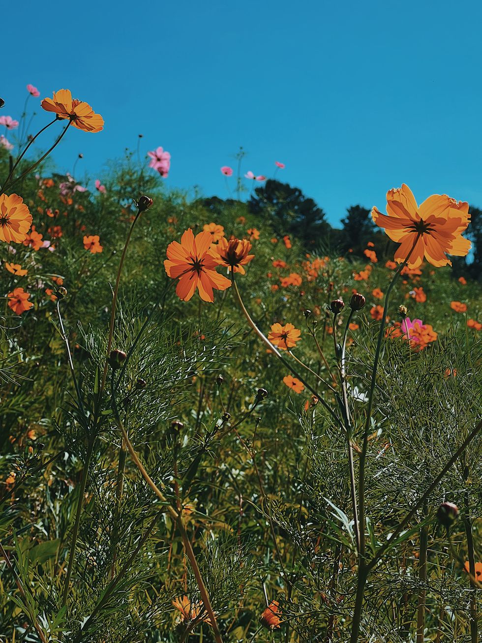 Discover The Pollinator Meadow Project