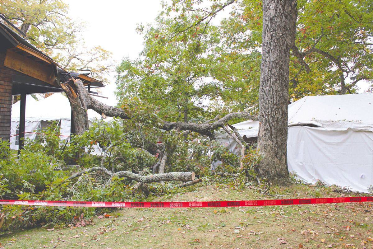 Fallen tree cancels jubilee