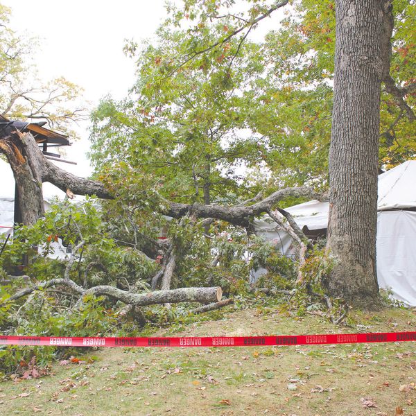 Fallen tree cancels jubilee