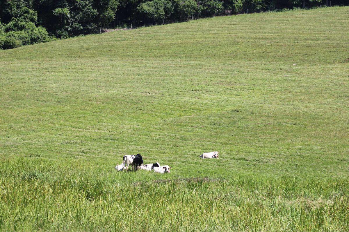 Sharon looks to protect farmland in new planning document
