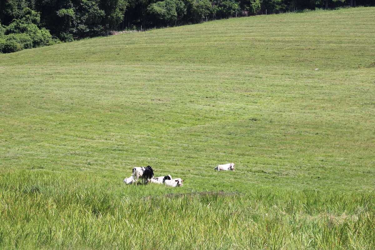Sharon looks to protect farmland in new planning document