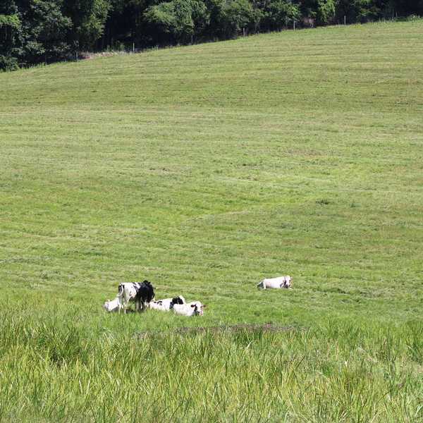 Sharon looks to protect farmland in new planning document