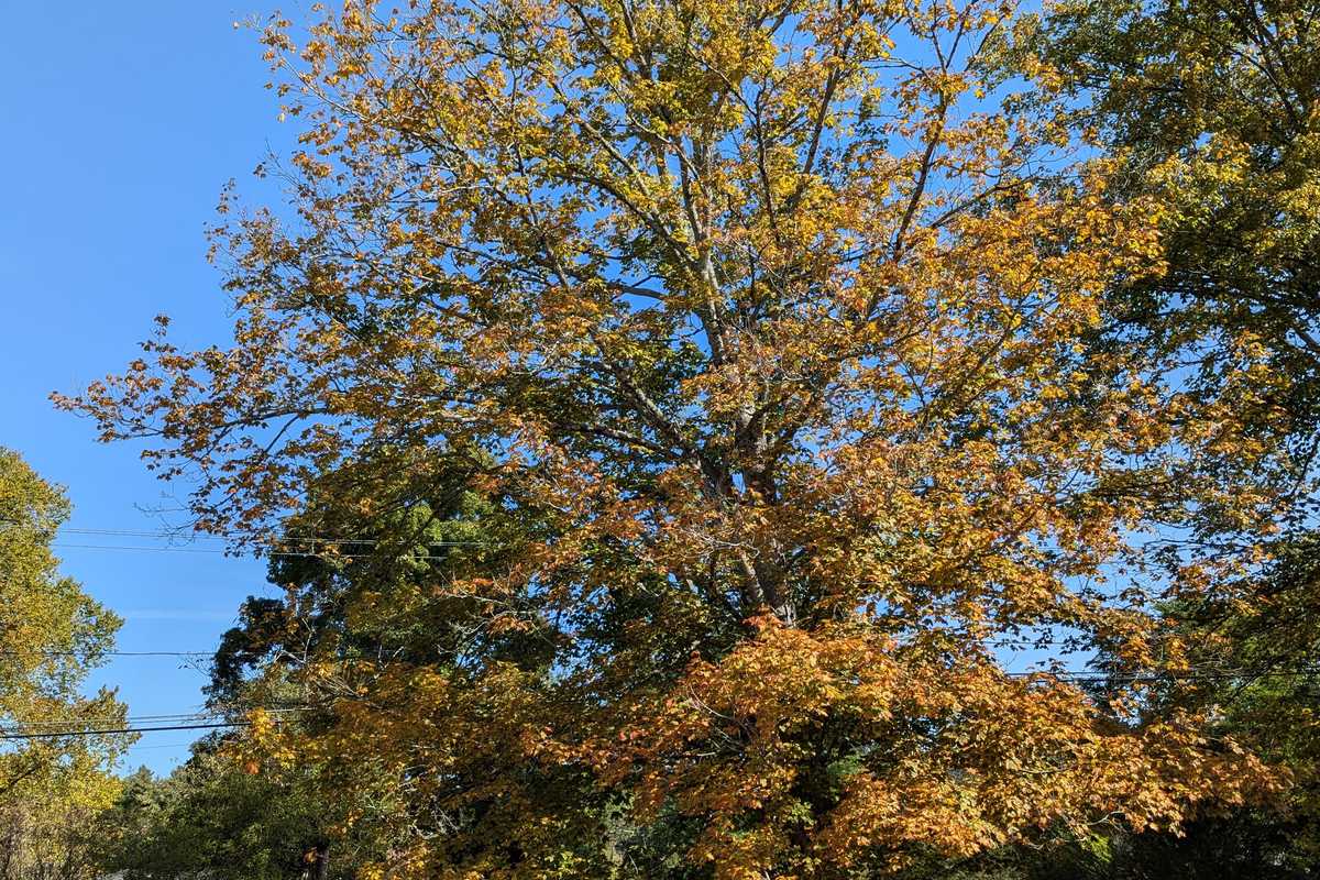 Fall is not lost: Tree warden hopeful for late season foliage boom despite drought, disease