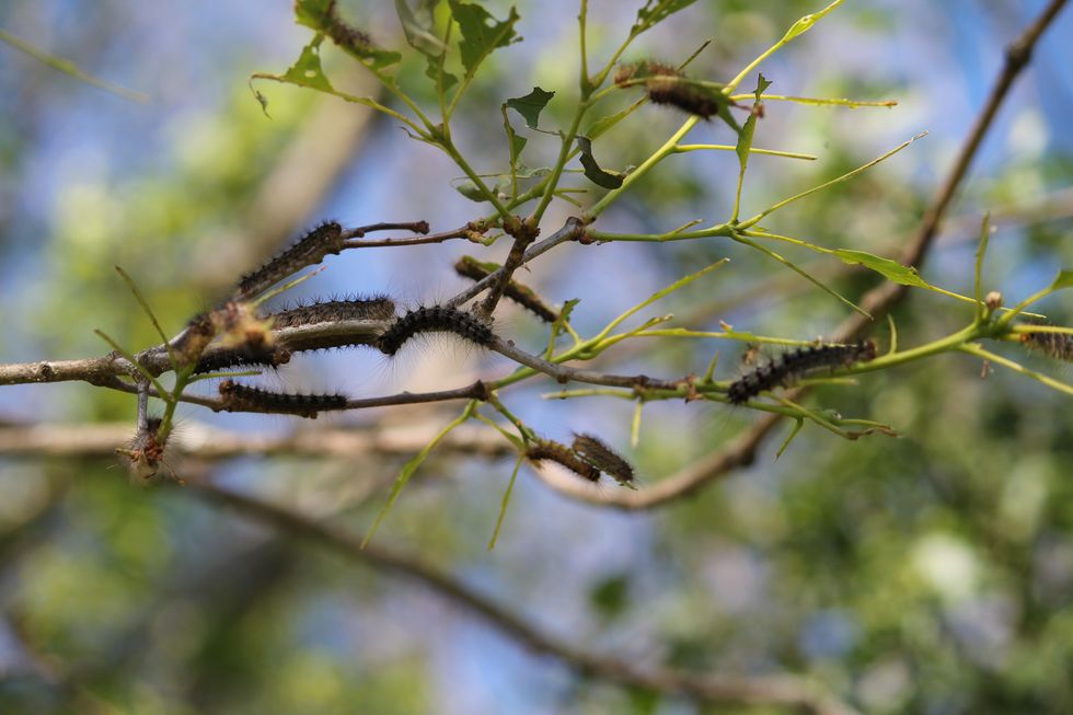 The attack of the killer gypsy moth