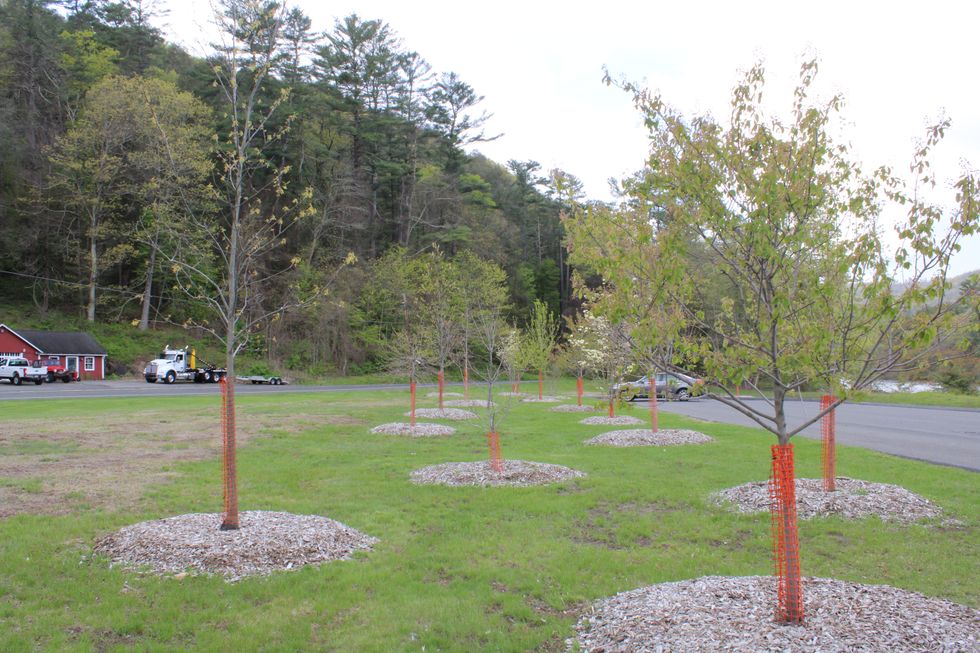 Housatonic Meadows: Saplings grow where trees once towered