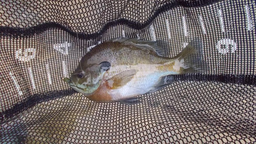 Fishing for panfish in the grim mid-summer