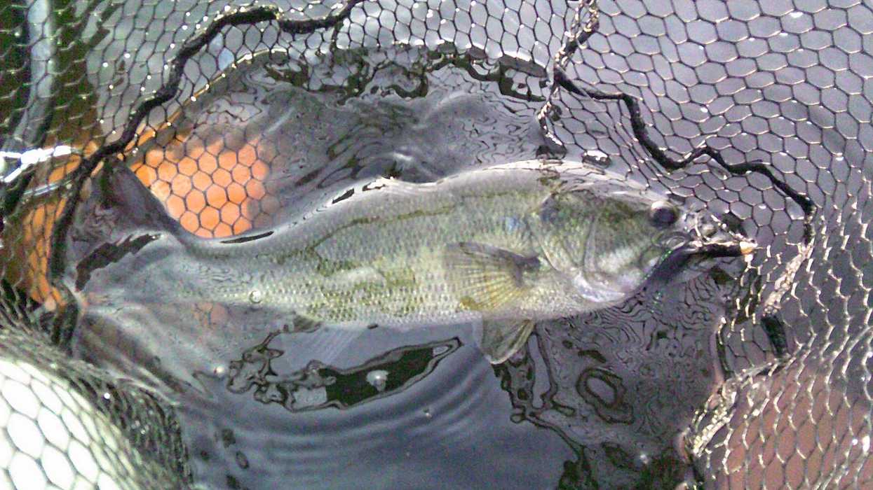 August, one bass at a time