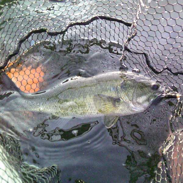 August, one bass at a time