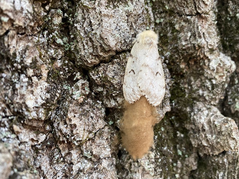 Spongy moth potentially a threat again next year