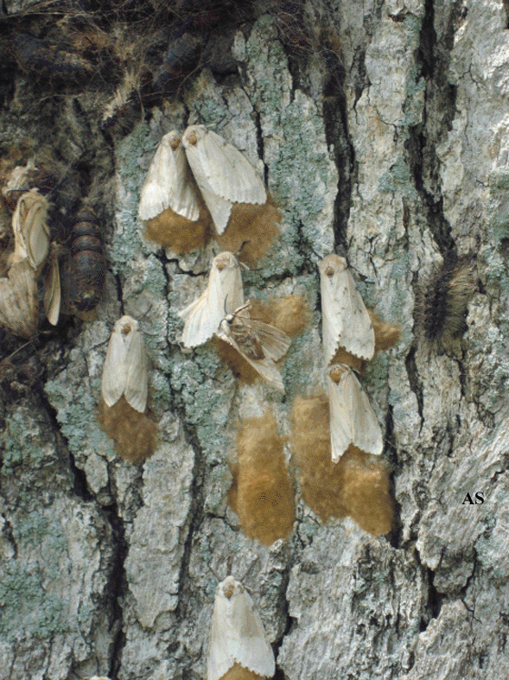 What to do as the gypsy moths lay their eggs