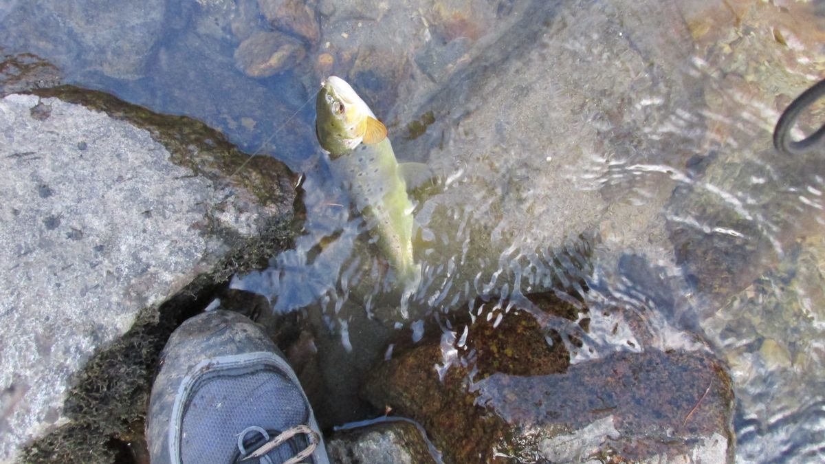 Basking in the angler’s apricity