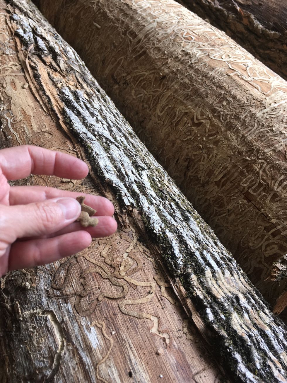 Close look at the emerald ash borer