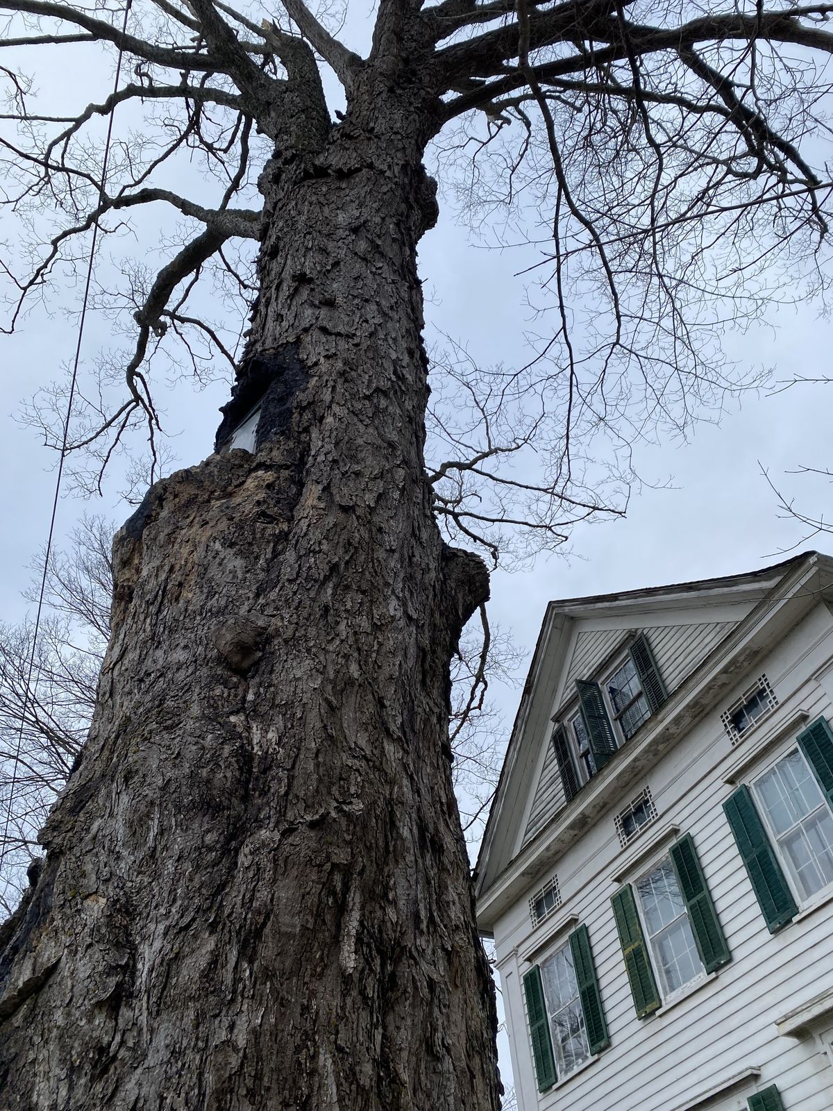 Reprieve sought for imperiled maple tree