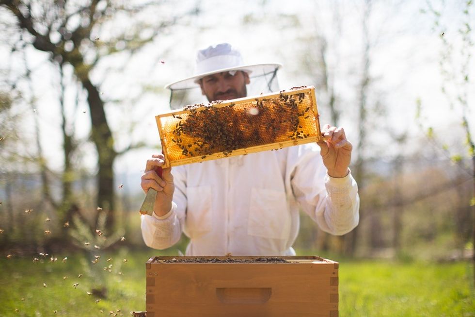 How To Become  a Beekeeper