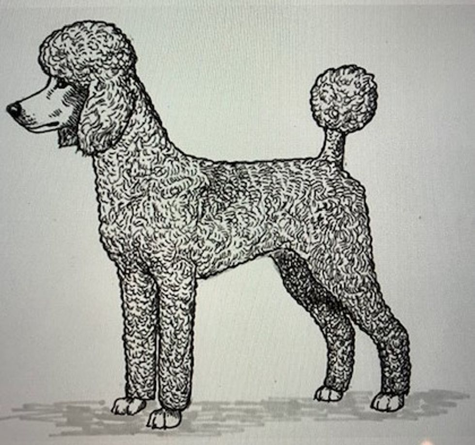 After 10 years dogless, I once again wanted a dog