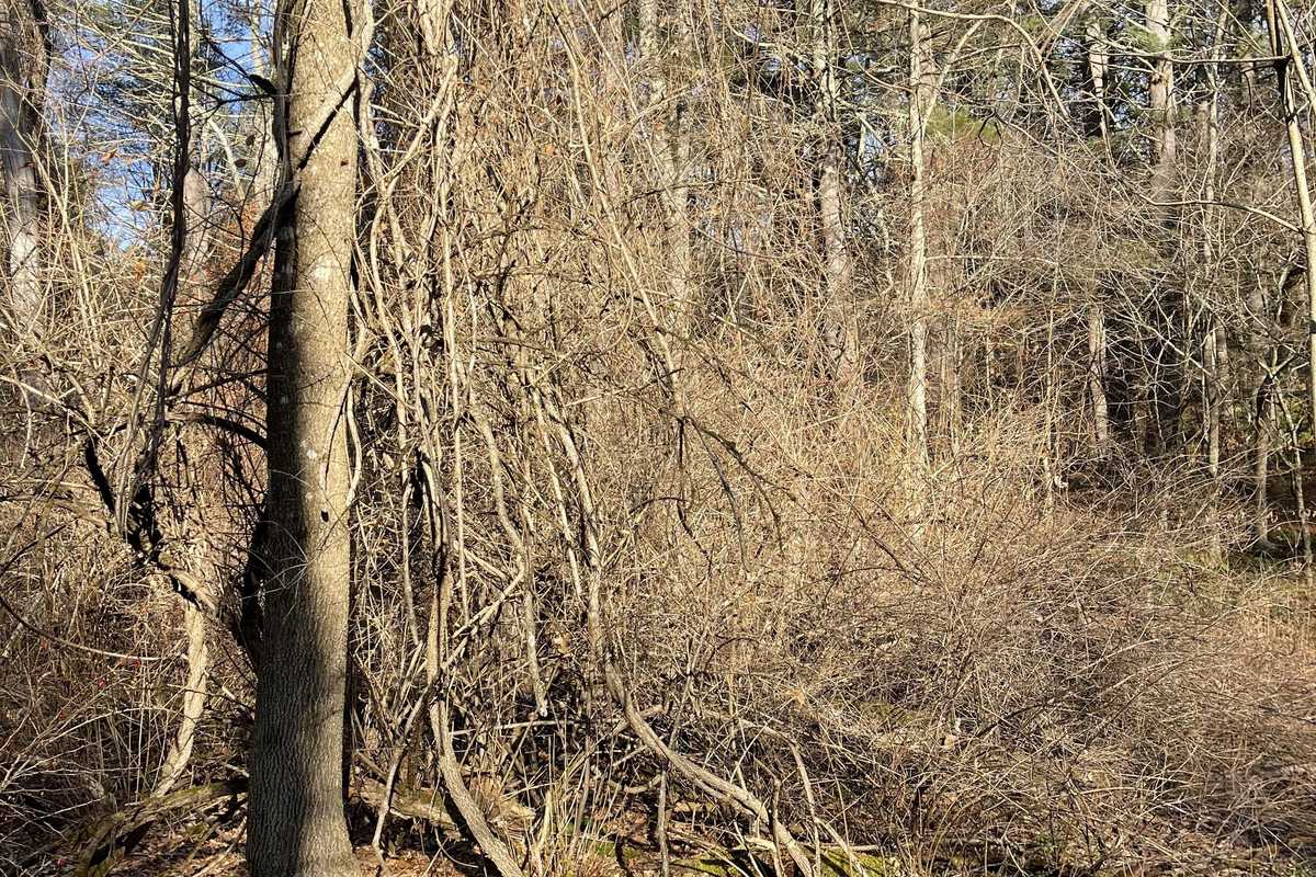 When it’s too early to plant, you can still ungarden