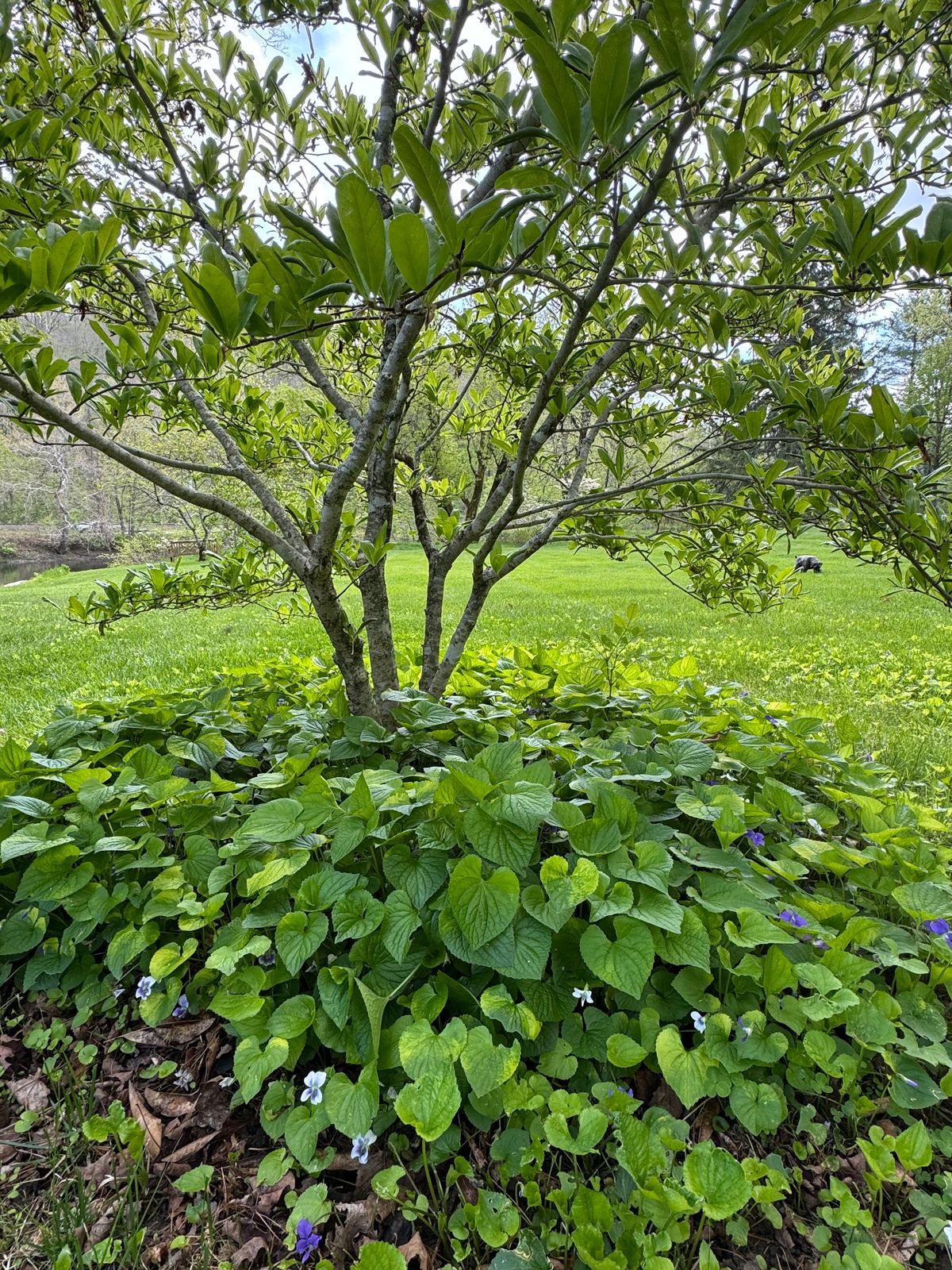 Trash or treasure? Choose your groundcover with care