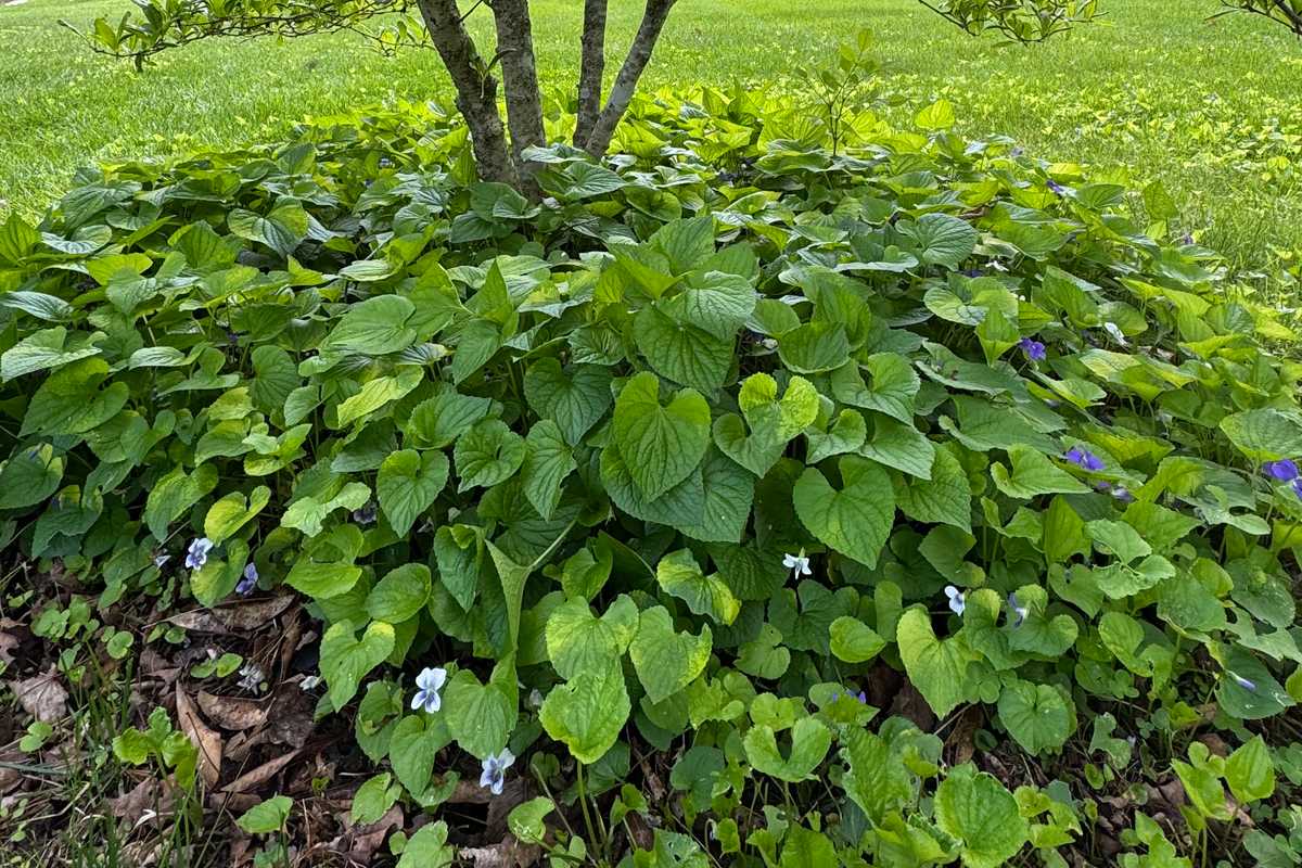 Trash or treasure? Choose your groundcover with care