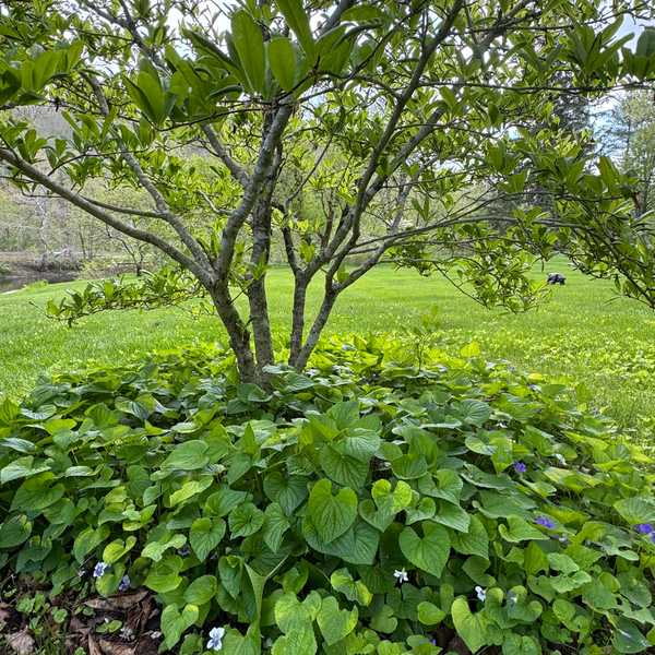 Trash or treasure? Choose your groundcover with care