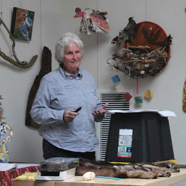 Connecticut wildlife expert debunks myths about fishers