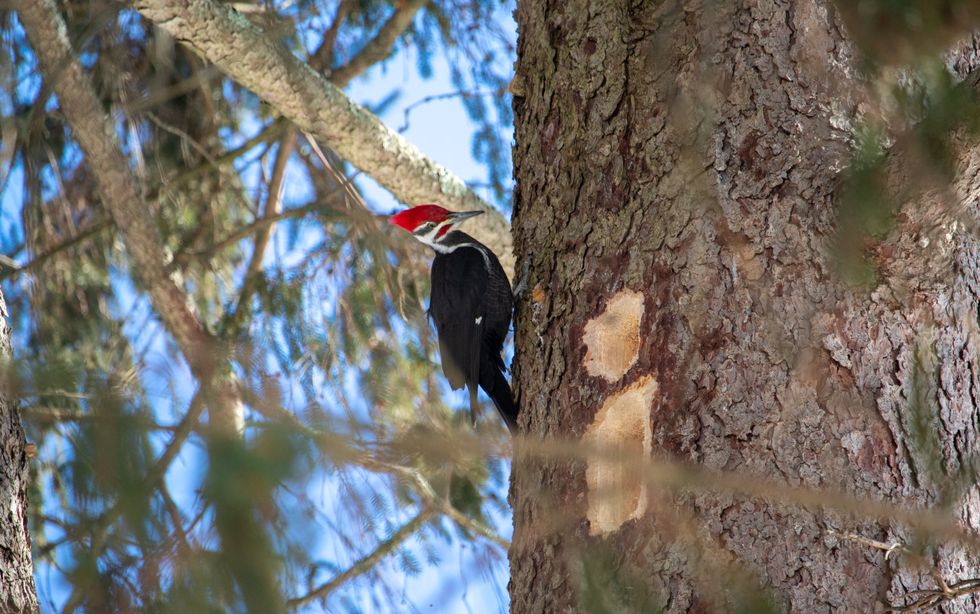 Woodpeckers reappear as spring nears