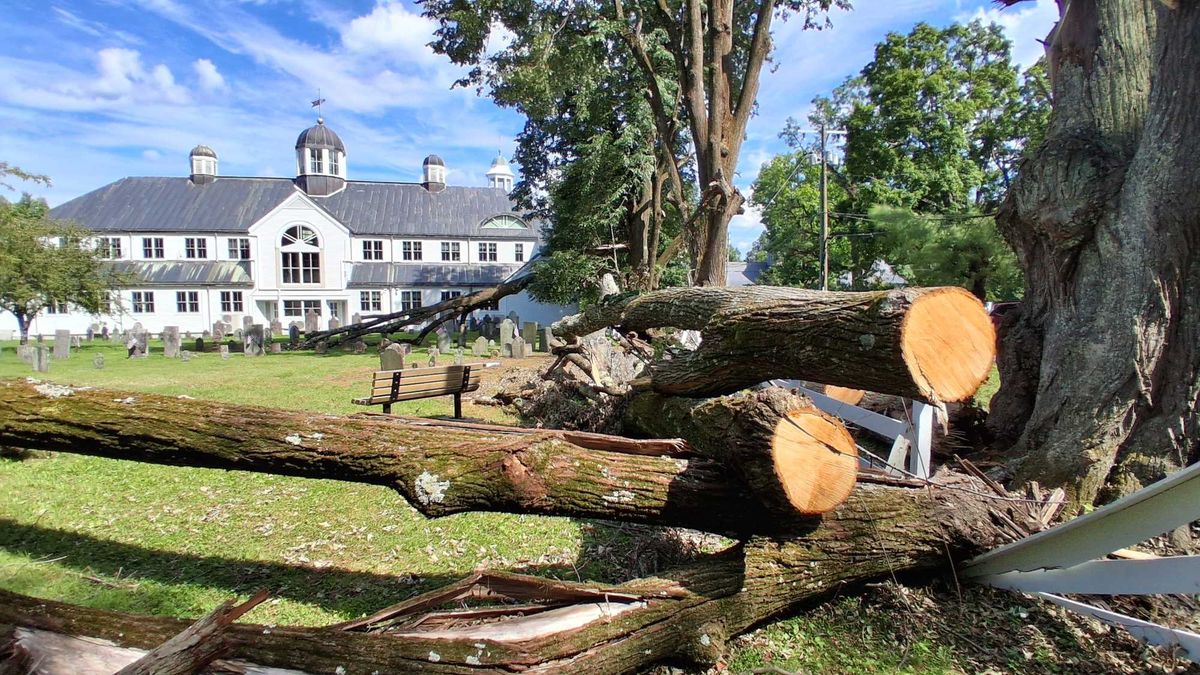 Trees removed from cemetery after storm, clearing space for Town Hall generator
