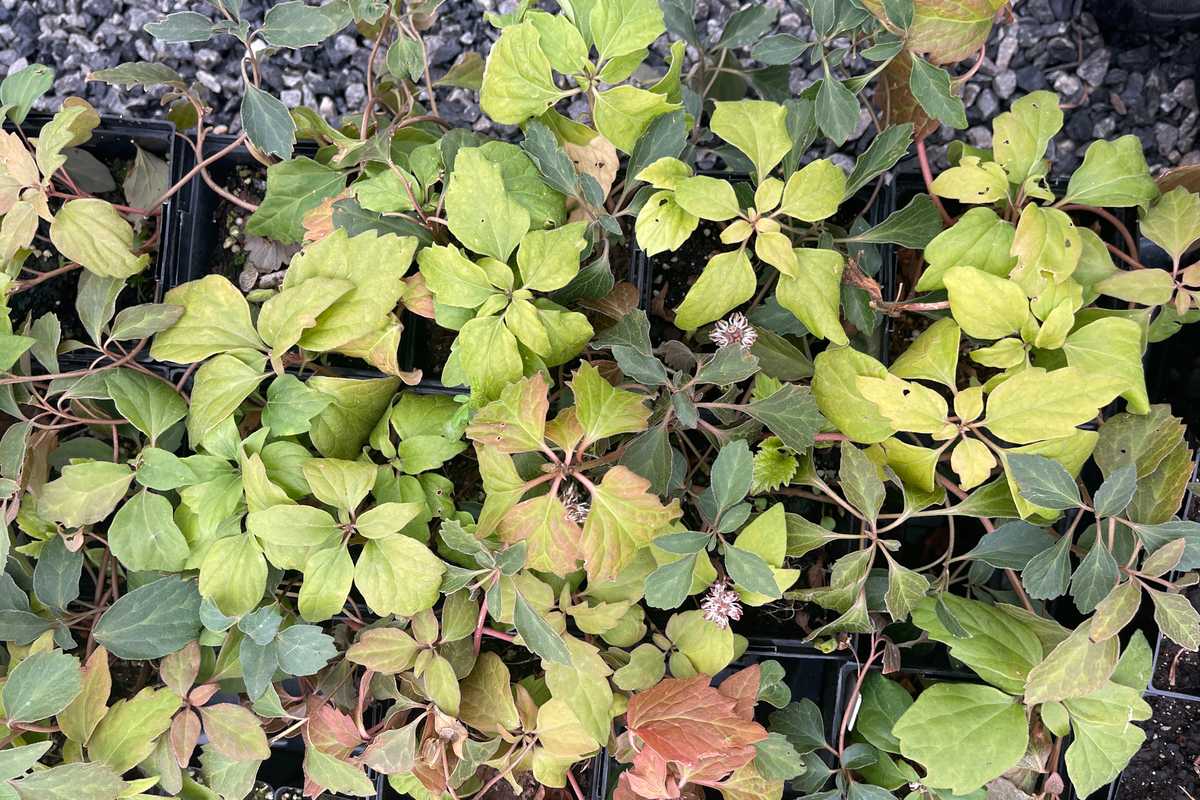 New ground to cover and plenty of groundcover